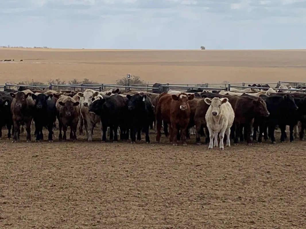 WA landscape / team on-farm